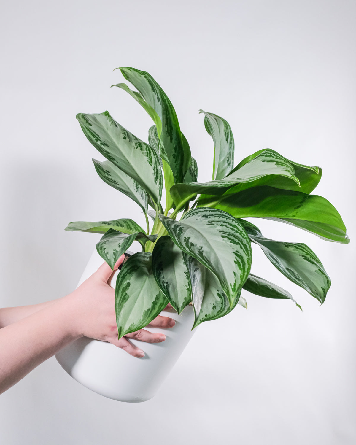 Aglaonema Silver Bay