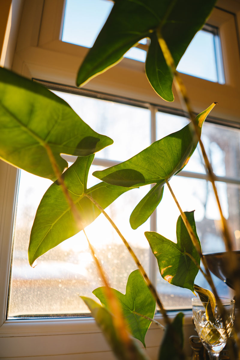 Alocasia vor einem Fenster, durch das die Sonne durch die Blätter scheint