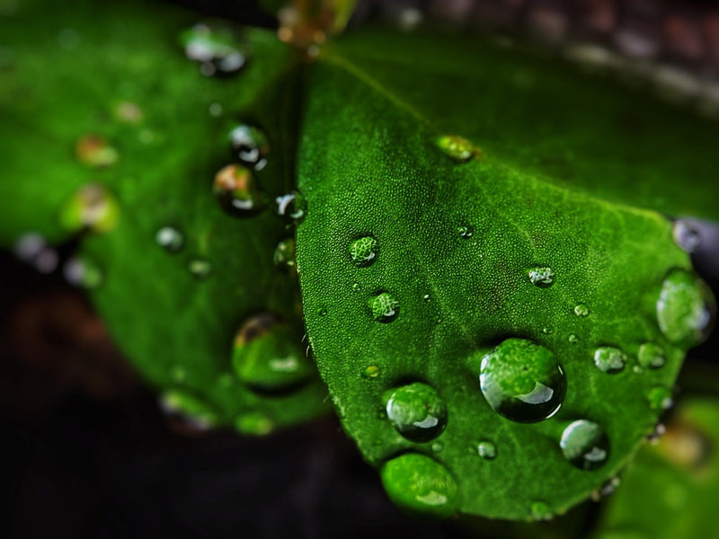 Grosse und kleine Wassertropfen auf einem grünen Blatt und an den Blatträndern