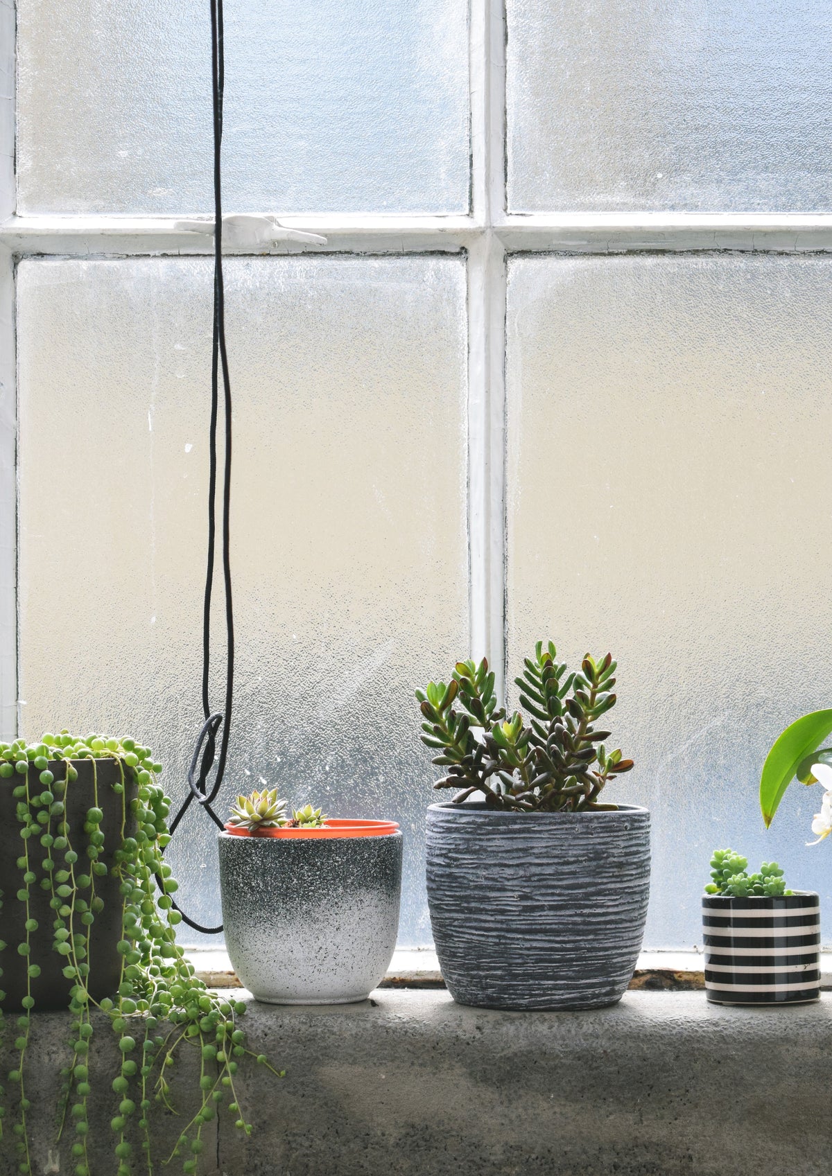 Erbsenpflanze und Sukkulenten auf einem Fensterbrett an einem beschlagenen Fenster