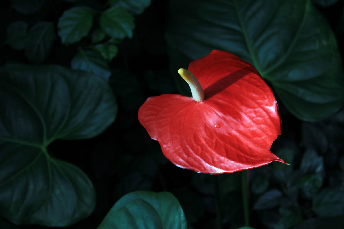 Blüte mit rotem Hochblatt