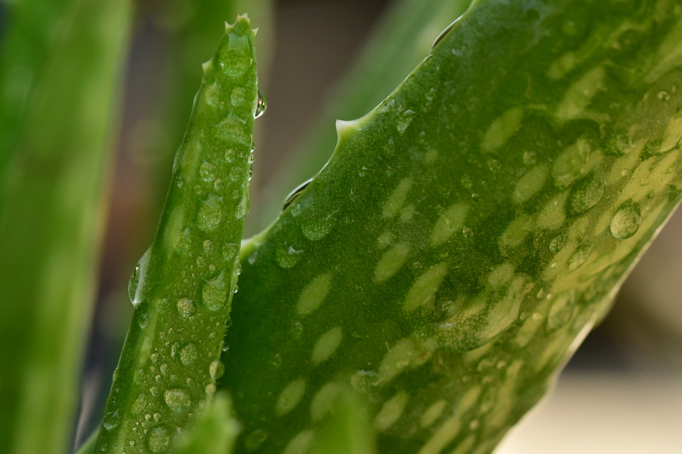Nahaufnahme von Blättern einer Aloe vera oder Echten Aloe