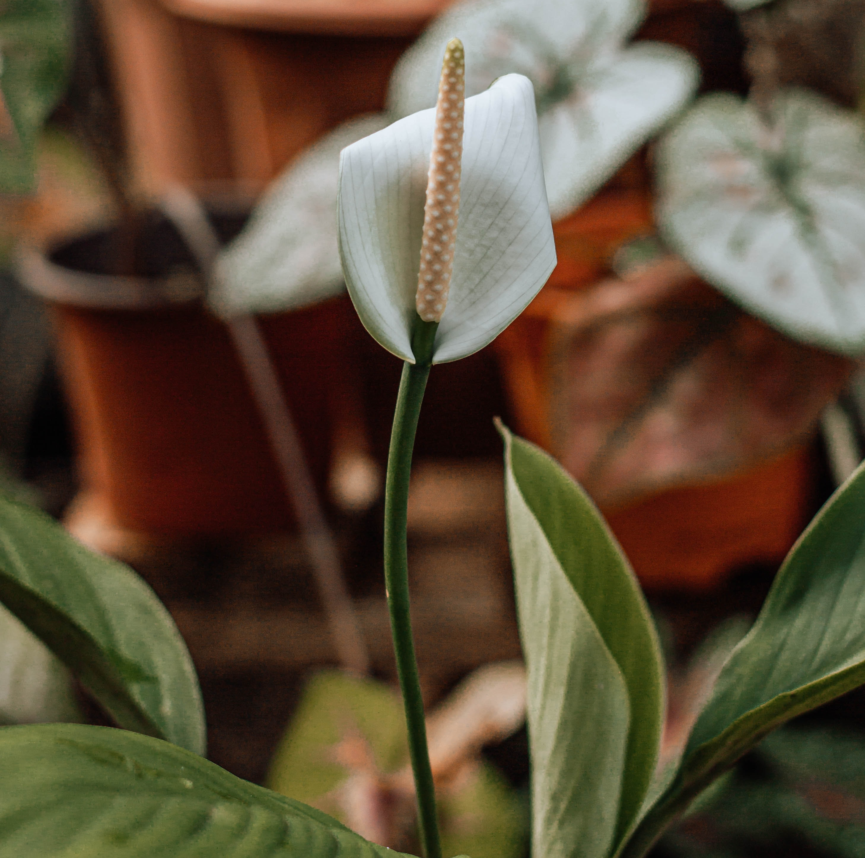 Spathiphyllum-Blüte, dahinter unscharf weitere Pflanzen
