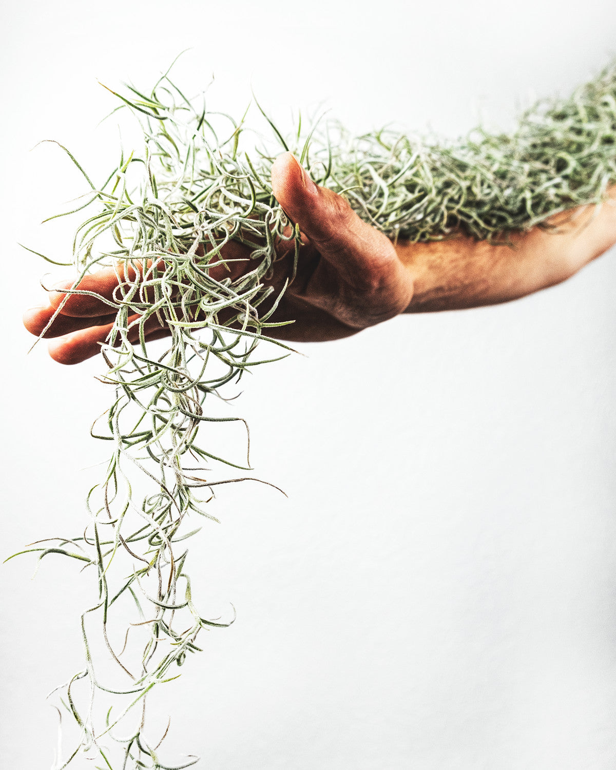 Tillandsia usneoides, ausgelegt auf einem Arm und der Hand