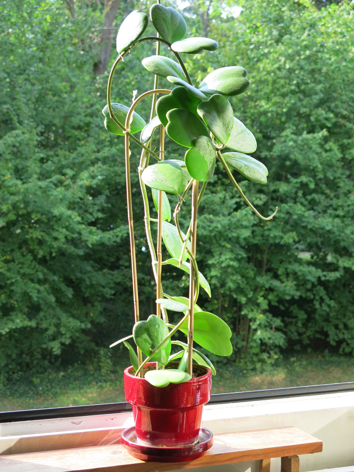 Herzblatt-Pflanze in ihrer kletternden Form in einem roten Topf am Fenster