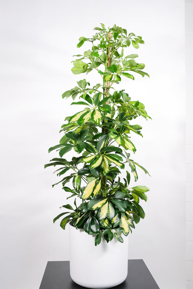 Schefflera XL in weissem Topf