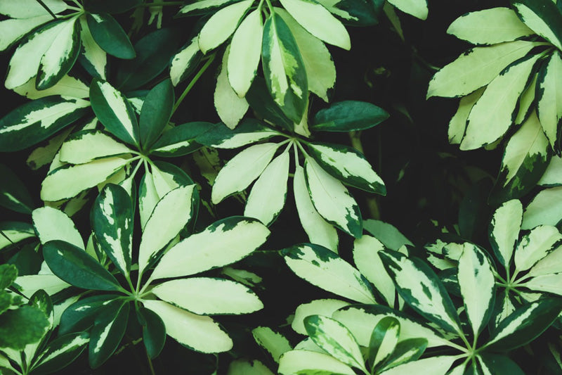 Schefflera variegata mit weissen Flecken auf den grünen Blättern