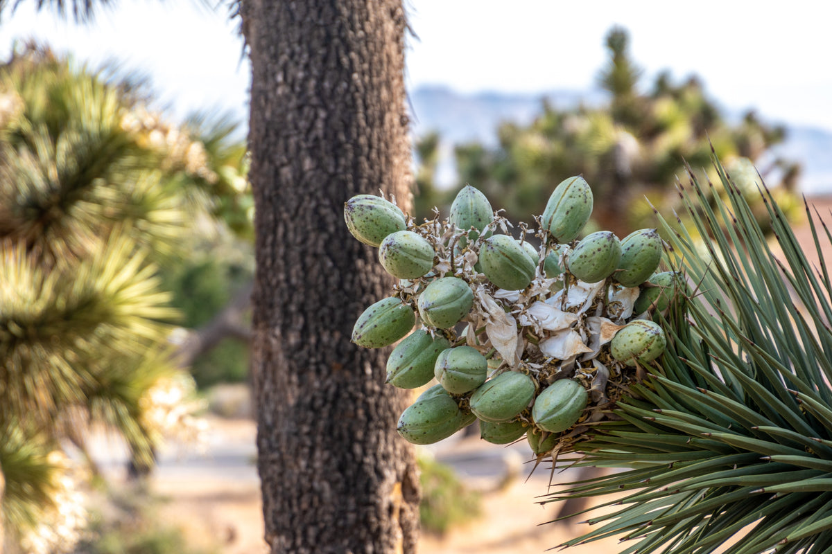 Blütenstand und ein Dutzend Blüten an einer Yucca in freier Natur