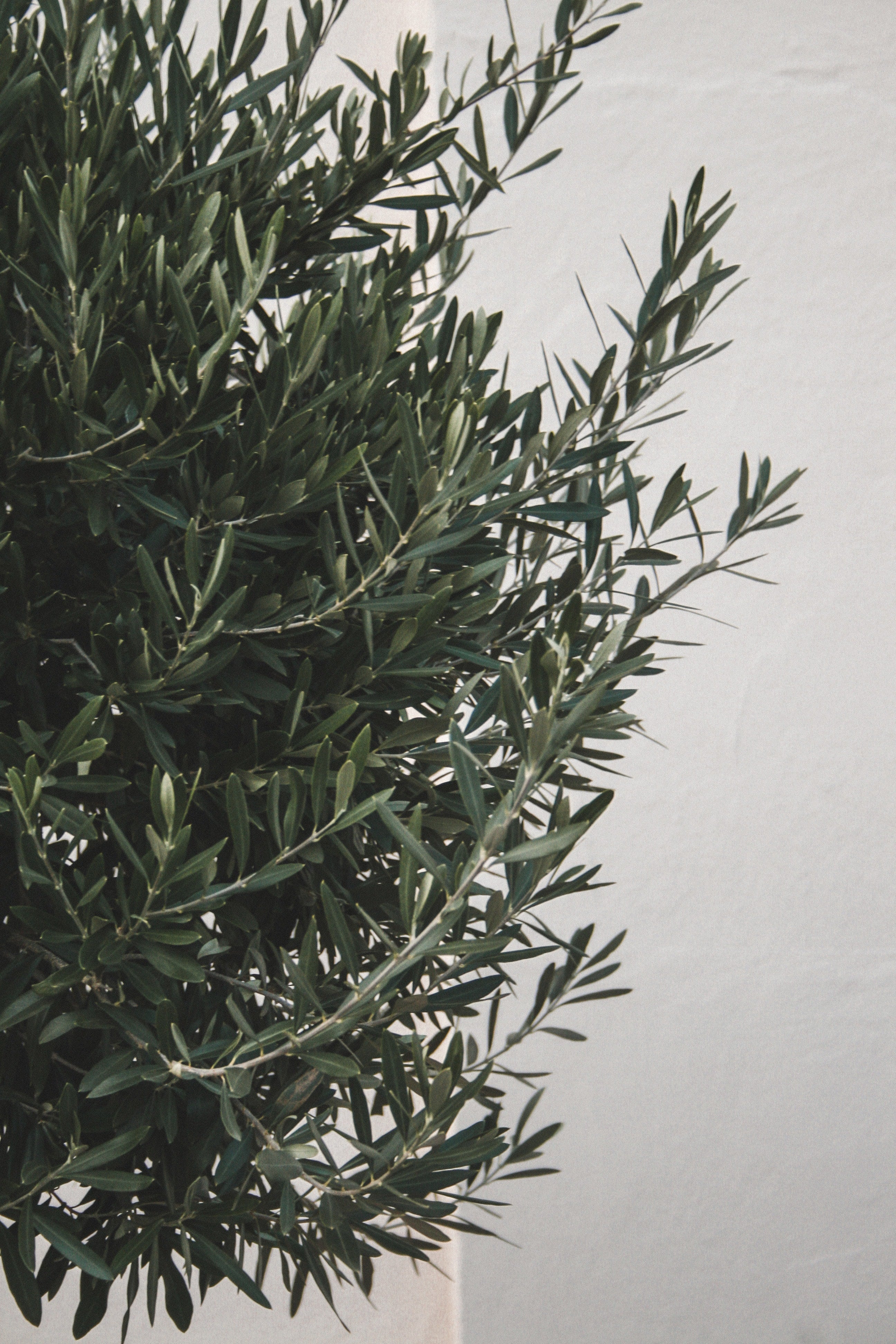 Olivenbaum-Krone mit dichten, tiefgrünen Trieben