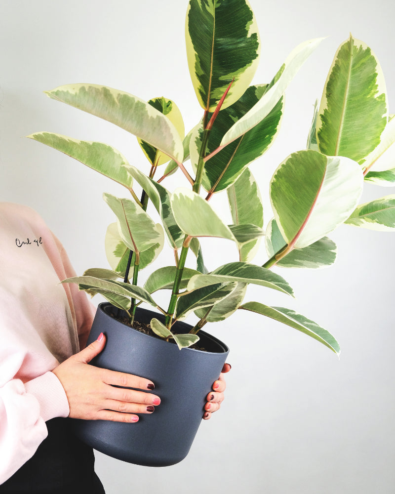 Ficus elastica variegata in anthrazitfarbenem Topf in den Händen einer Frau