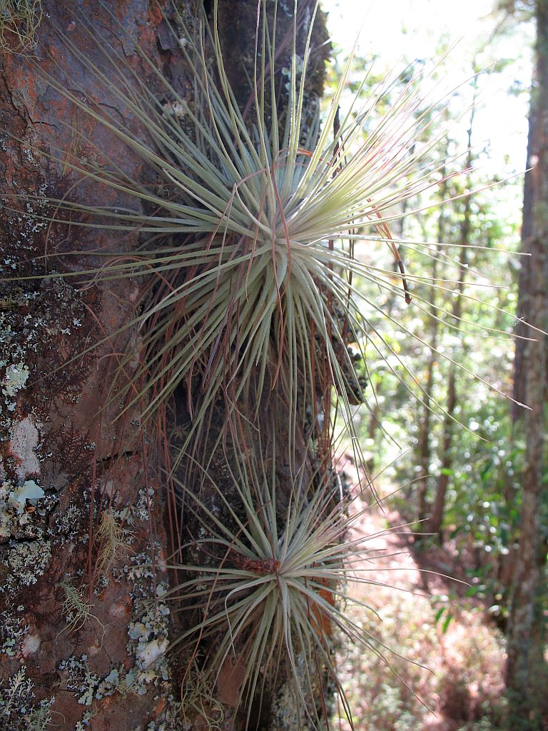 Tillandsia magnusiana in freier Natur, wachsend an einem dicken Baumstrunk