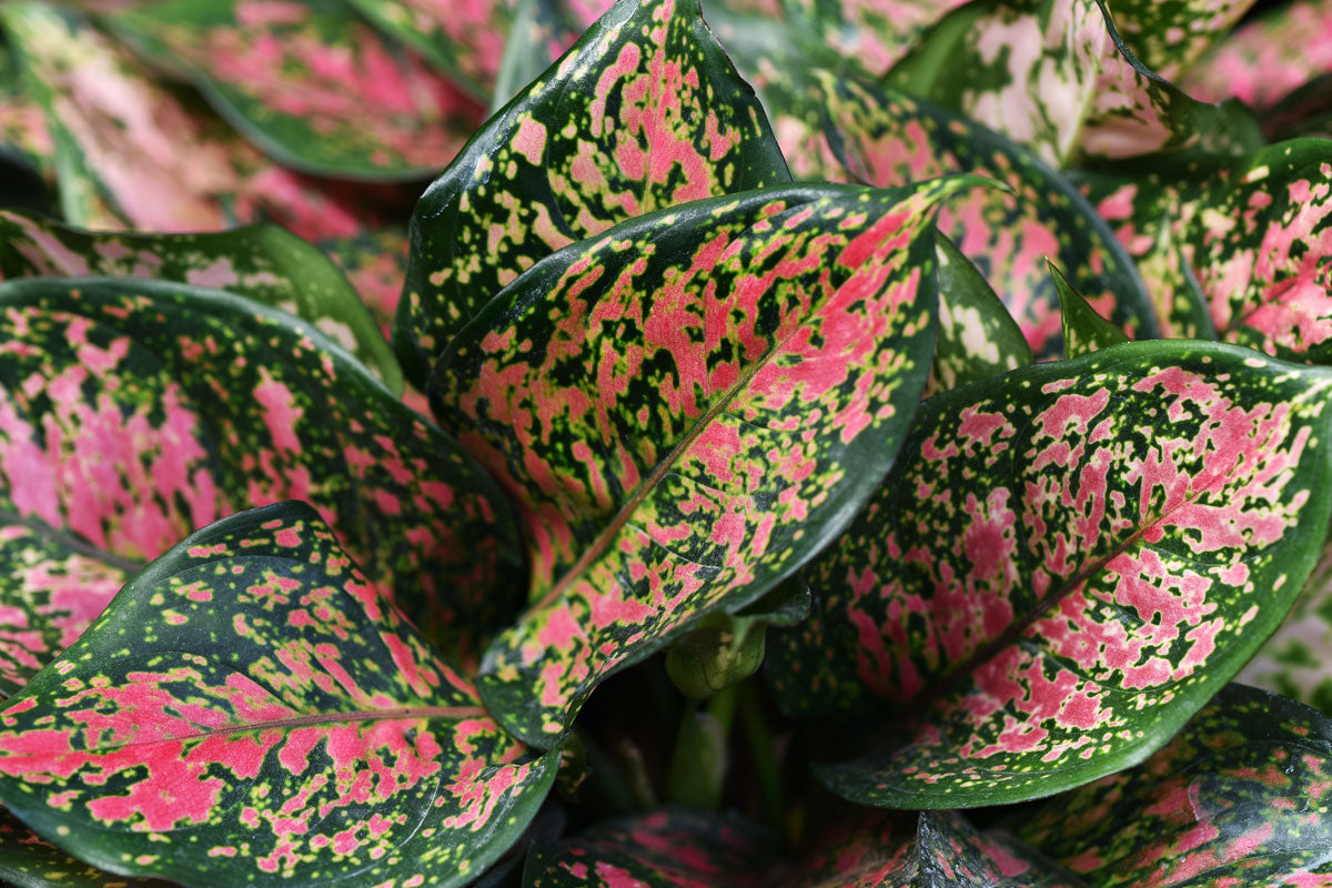 Aglaonema commutatum ‚Tricolor‘