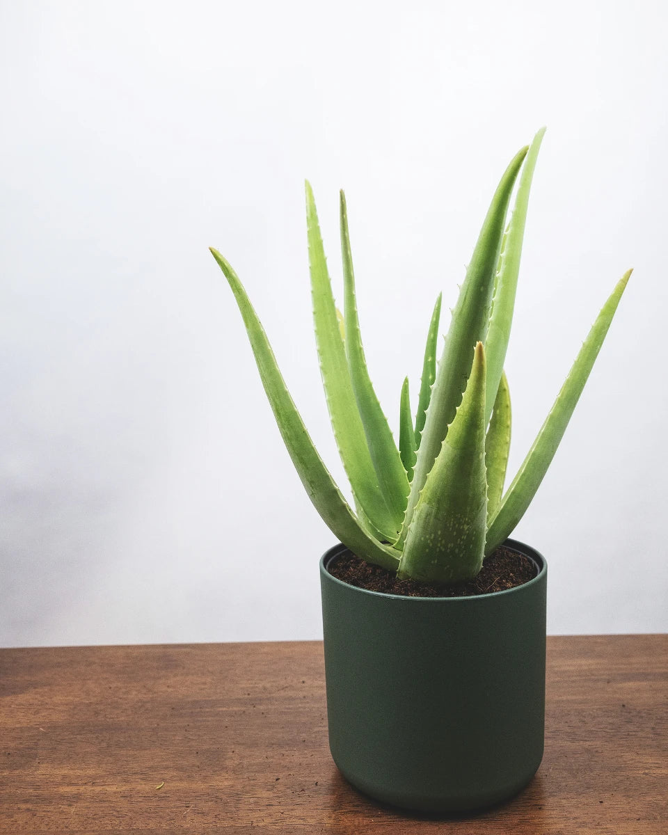 Aloe vera in grünem Topf