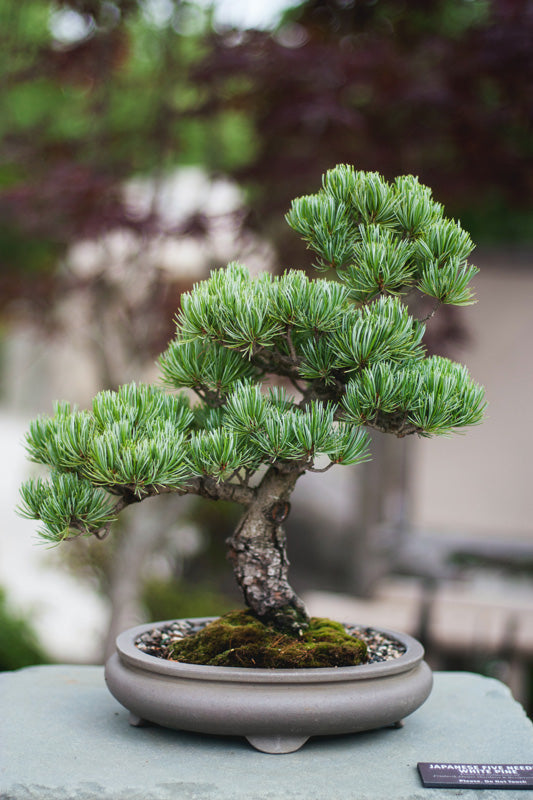 Nadelholz-Bonsai in grauer Schale im Freien