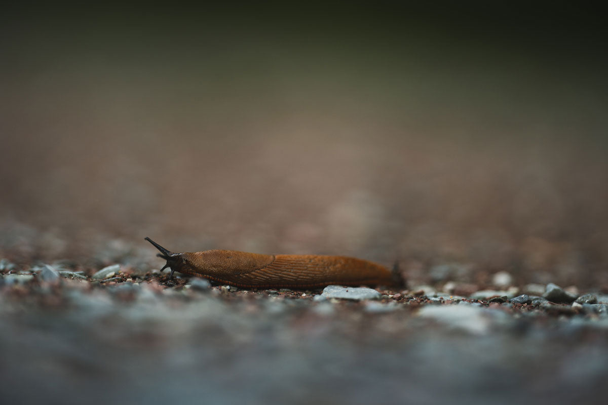 Nacktschnecke auf steinigem Boden