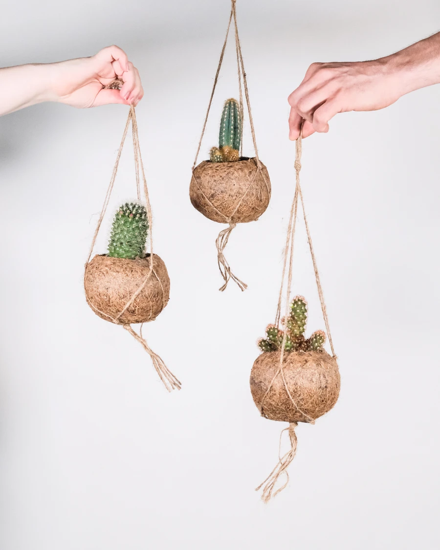 Drei Kakteen in Kokoskörben (Kokedama), gehalten von verschiedenen Händen