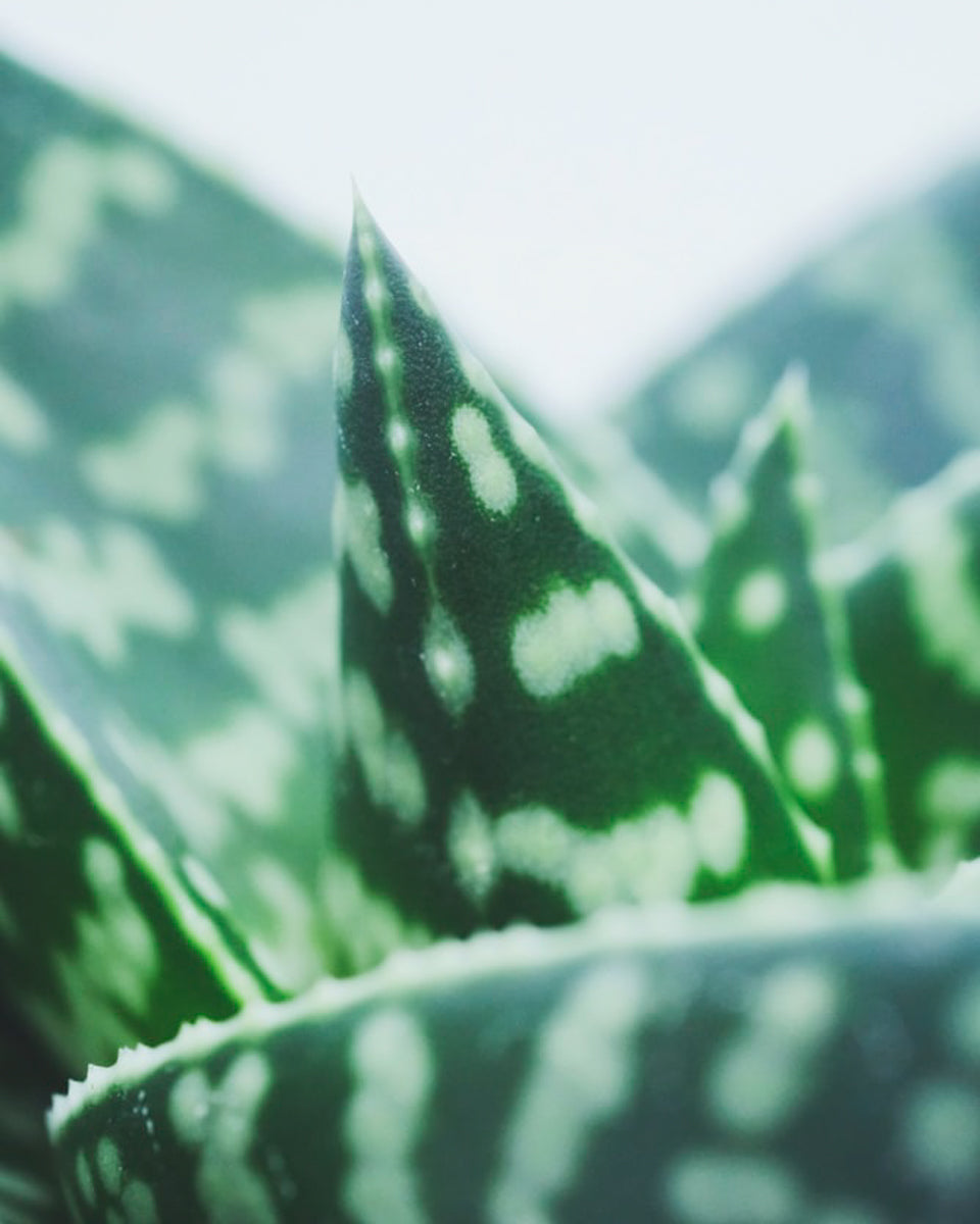 Detail der Blätter einer Aloe tiki zilla