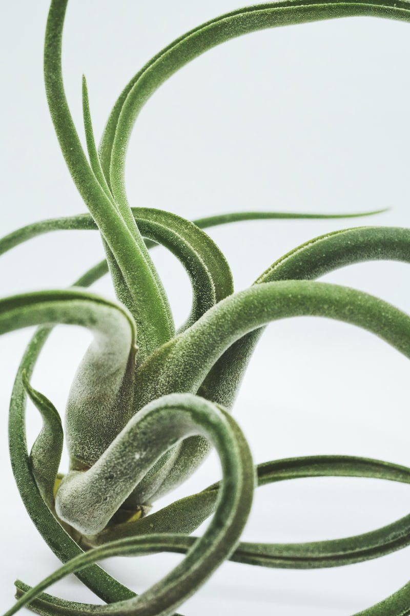 Die Tillandsia ionantha scaposa von Nahem in saftigem Grün mit Trichomen (Pflanzenhaaren)