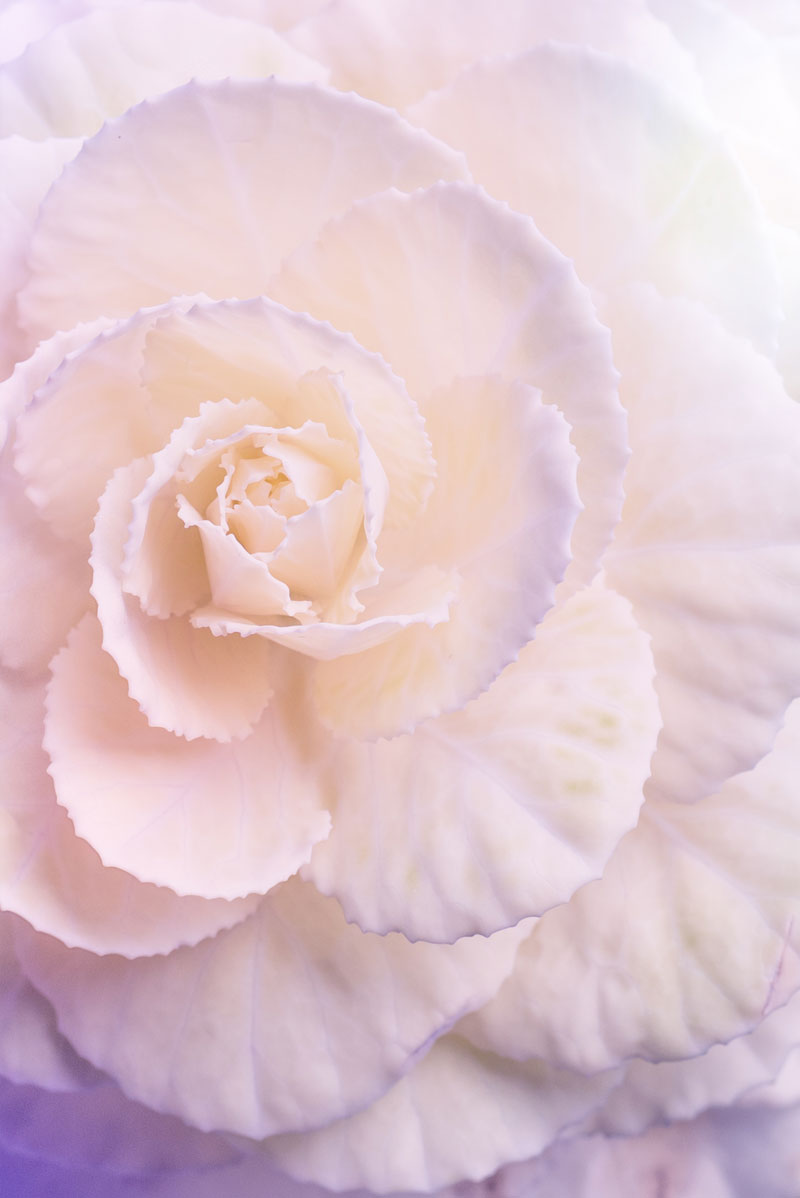 Begonia-Blüte in zartem Rosa und Violett