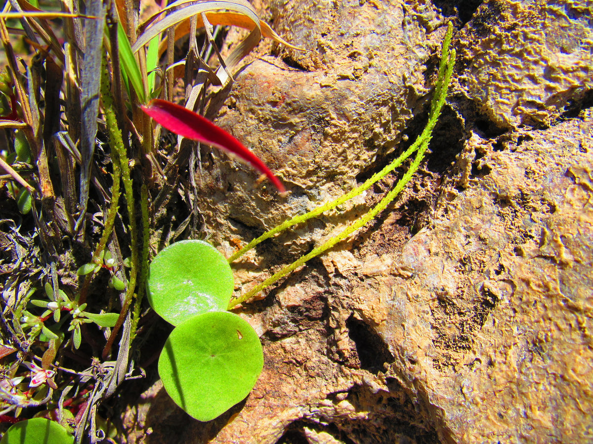 Peperomia monticola mit hellgrünen, kreisrunden Blättern