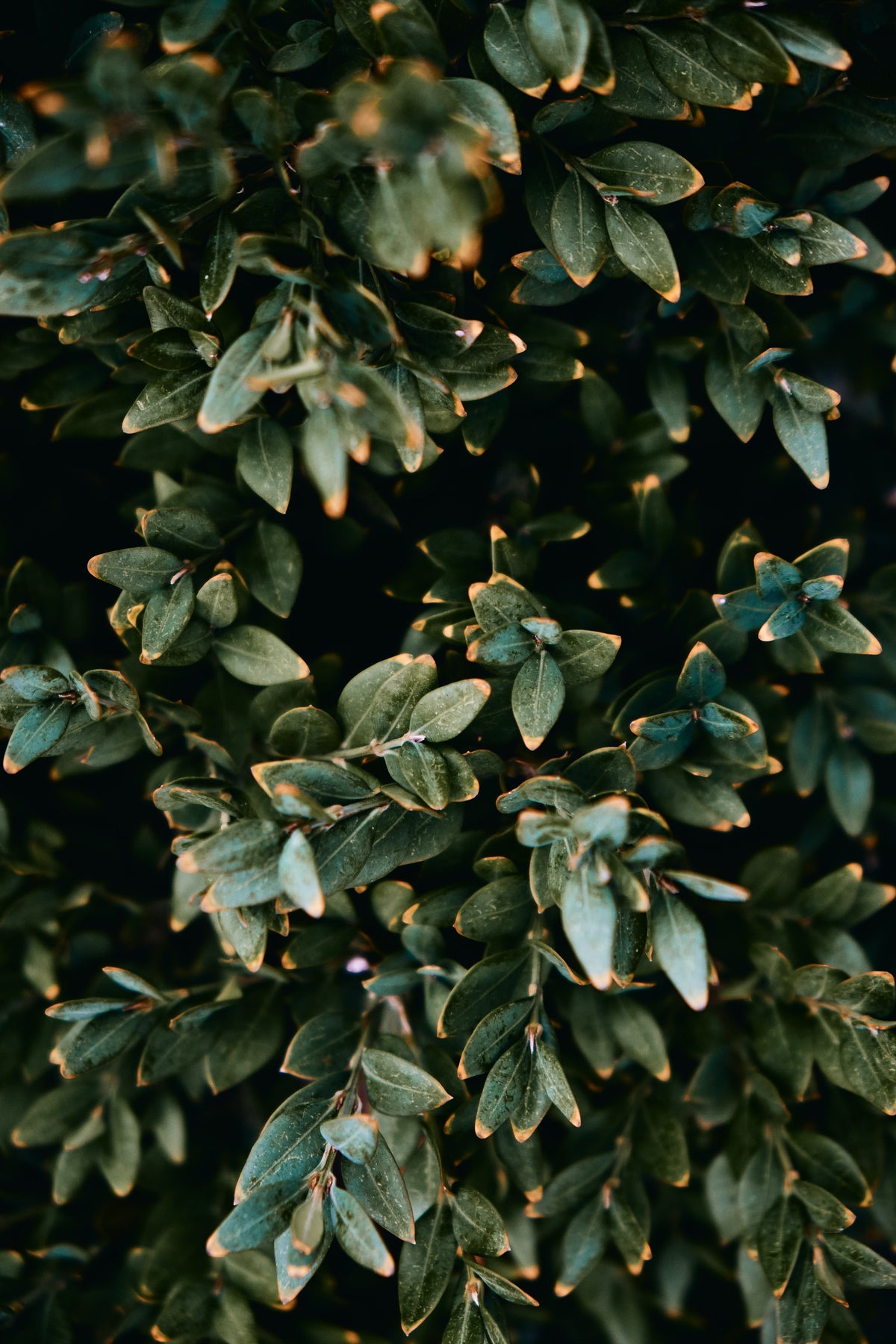 Olivenbaum-Blätter mit braunen Spitzen