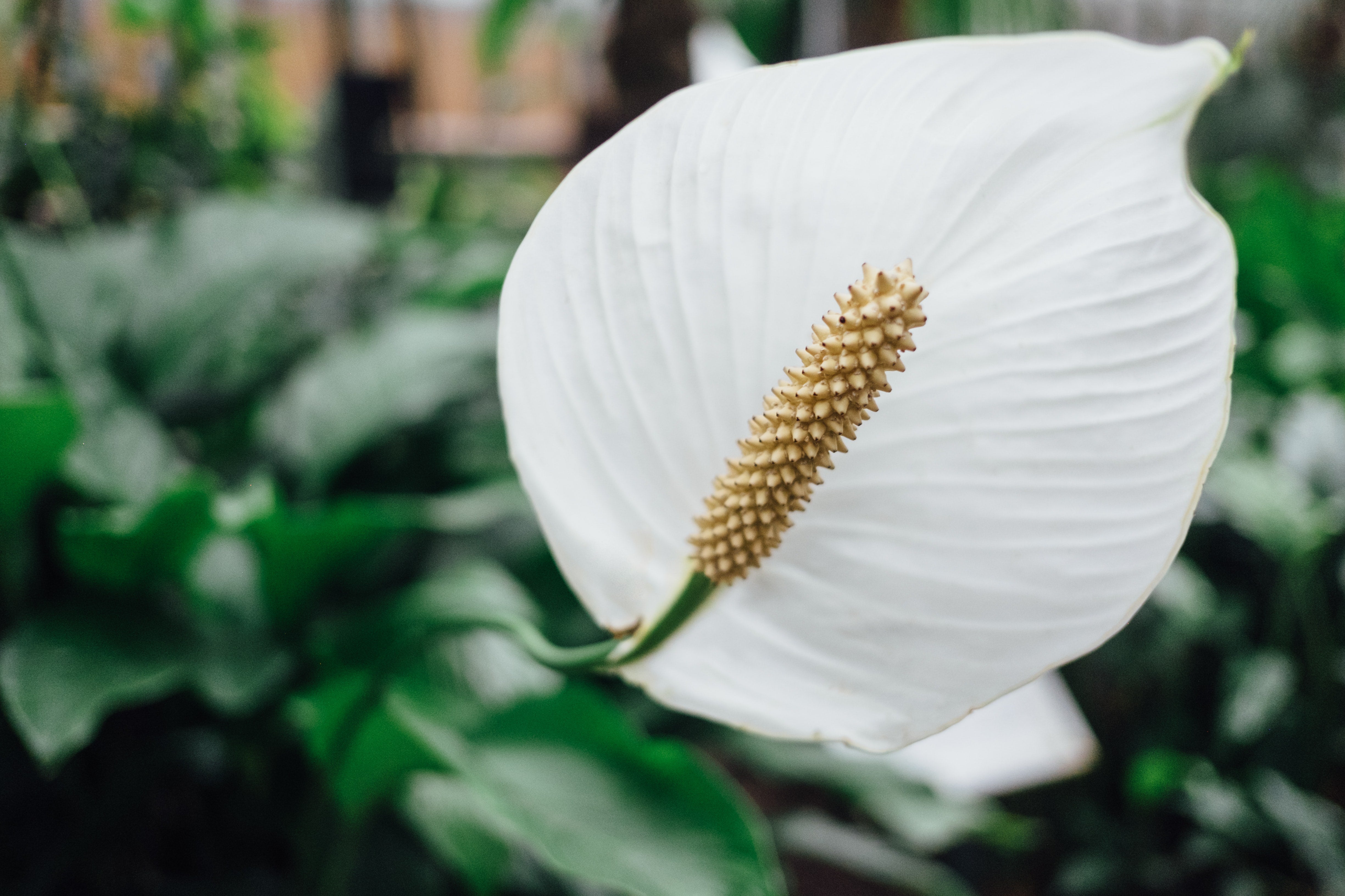 Blüte mit weissem Hochblatt