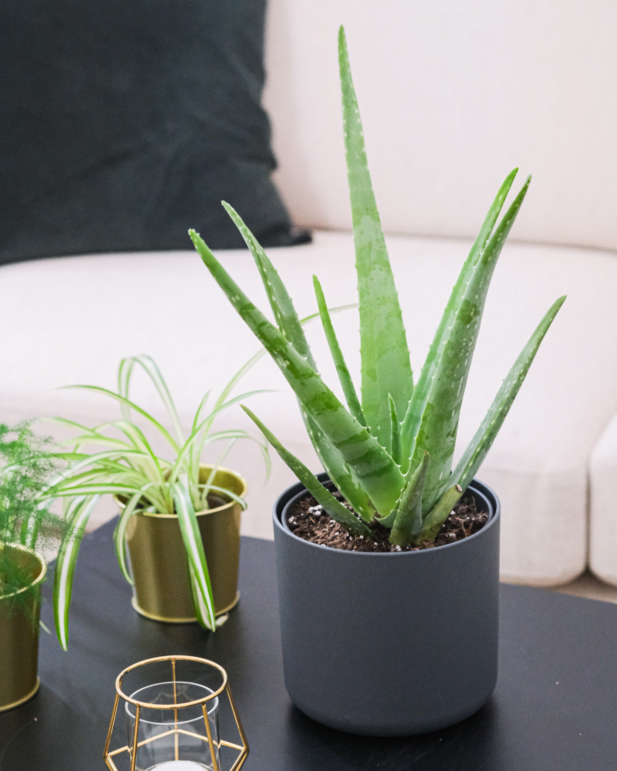 Aloe vera in anthrazitfarbenem Topf neben anderen Pflanzen und einer Kerze auf einem Couchtisch, dahinter ein beiges Sofa