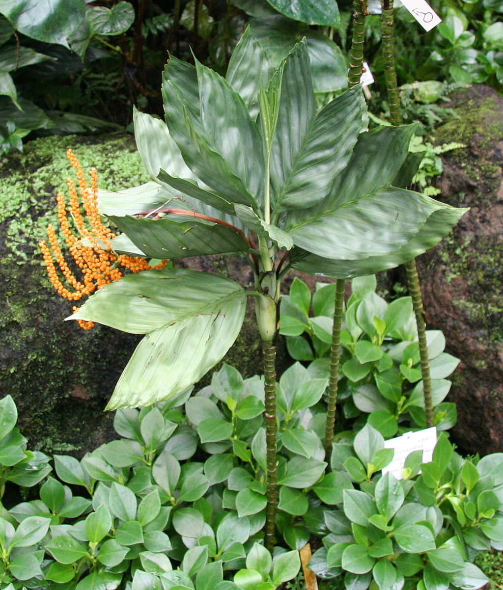 Chamaedorea metallica mit langem, dünnem Stamm und fächerförmiger Krone