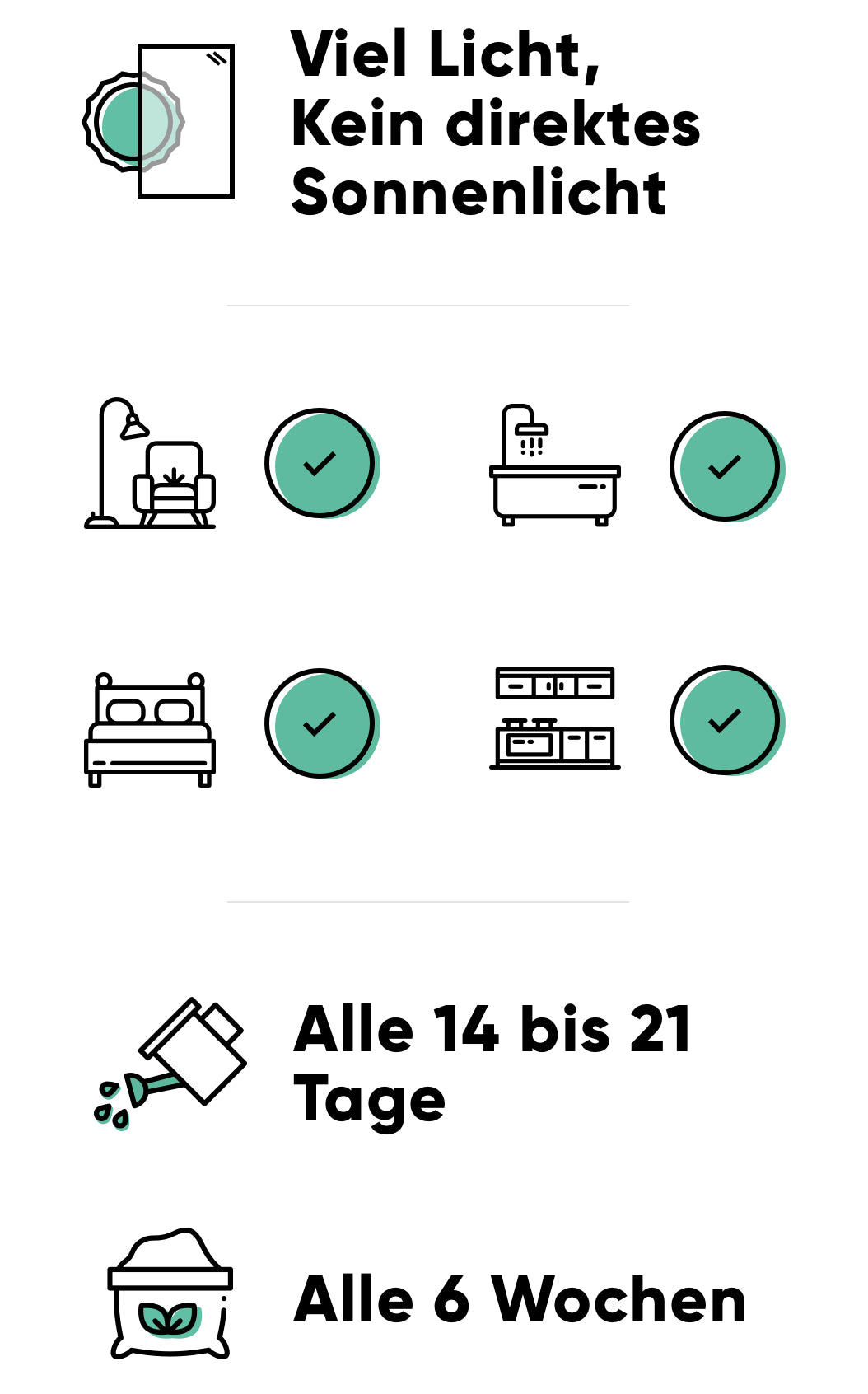 Pflege der Erbsenpflanze: viel Licht, alle 14-21 Tage giessen, alle 6 Wochen düngen