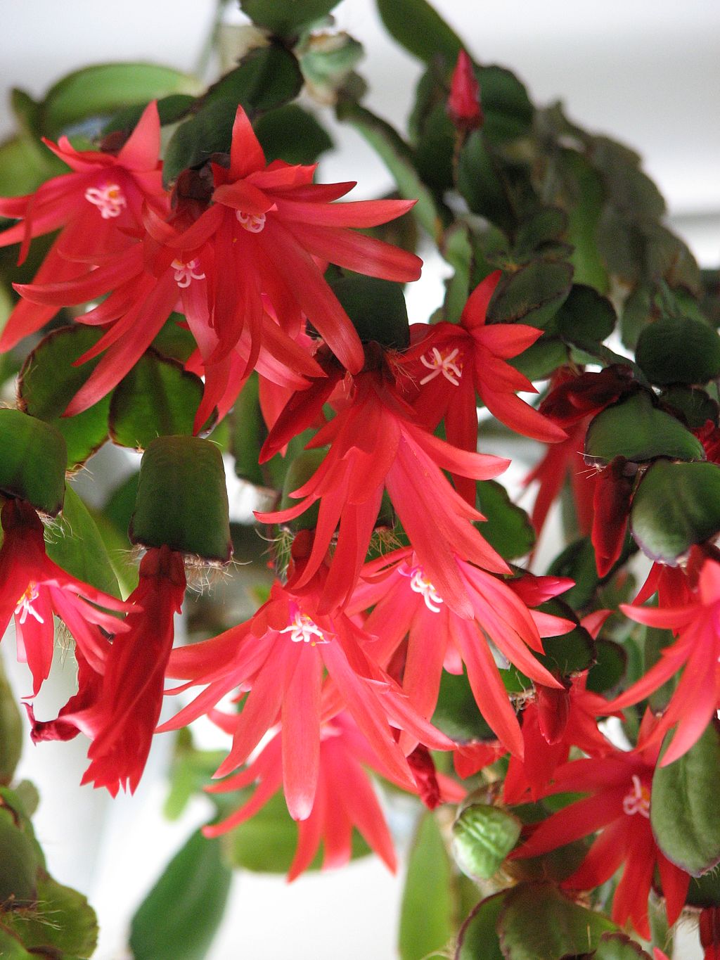 Osterkaktus (Hatiora) mit roten Blüten