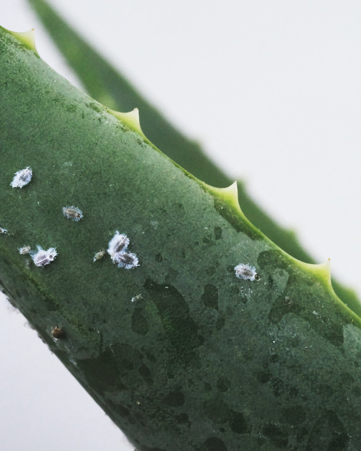 Wollläuse: kleine, weisse, flauschige Bällchen auf dem Blatt einer Aloe vera