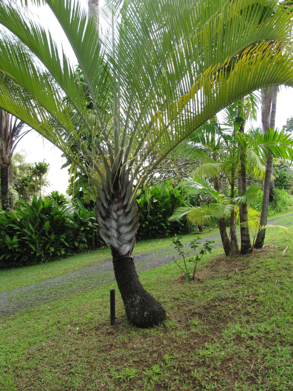 Dreieckspalme (Dypsis decaryi) in freier Wildbahn