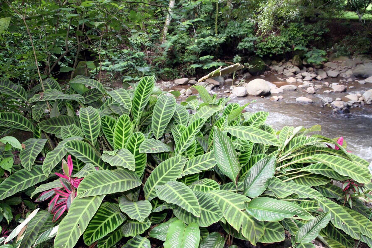 Calathea Zebrina in freier Wildbahn mit buschigem Wuchs, dazwischen wenige pinke Blüten