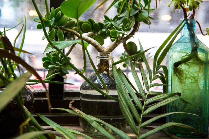 Fensterbrett mit vielen verschiedenen Pflanzen in Wassergläsern und Flaschen