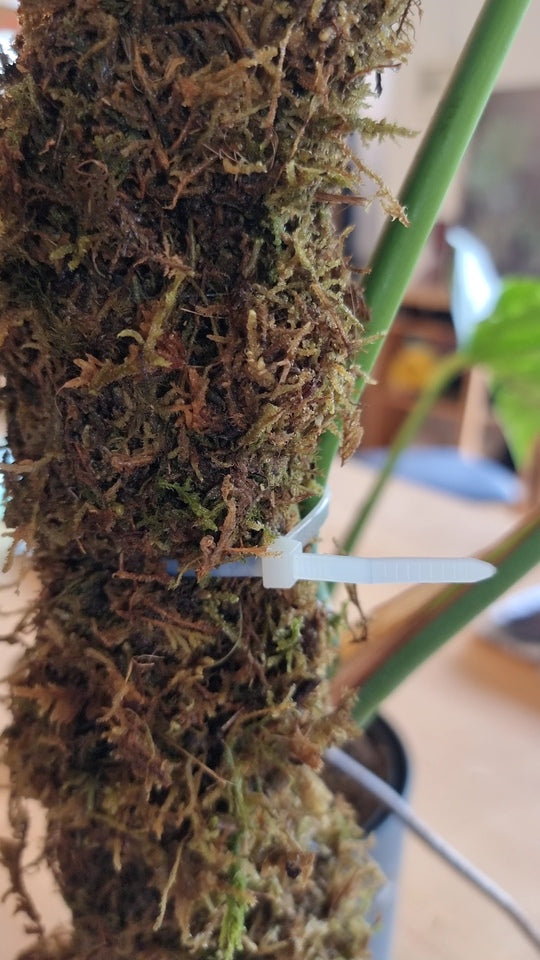 Die Monstera ist mit durchsichtigen Pflanzenbindern am Moosstab befestigt