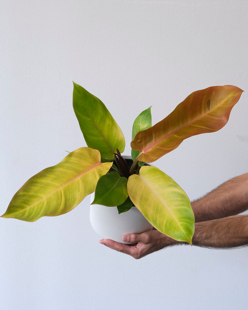 Philodendron ‘Prince of Orange’ in weissem Topf