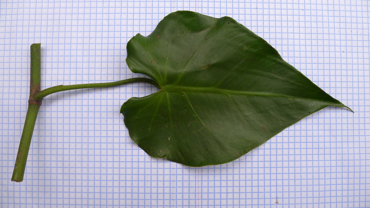 Philodendron-Blatt mit Blattstängel und Triebstück auf kariertem Papier