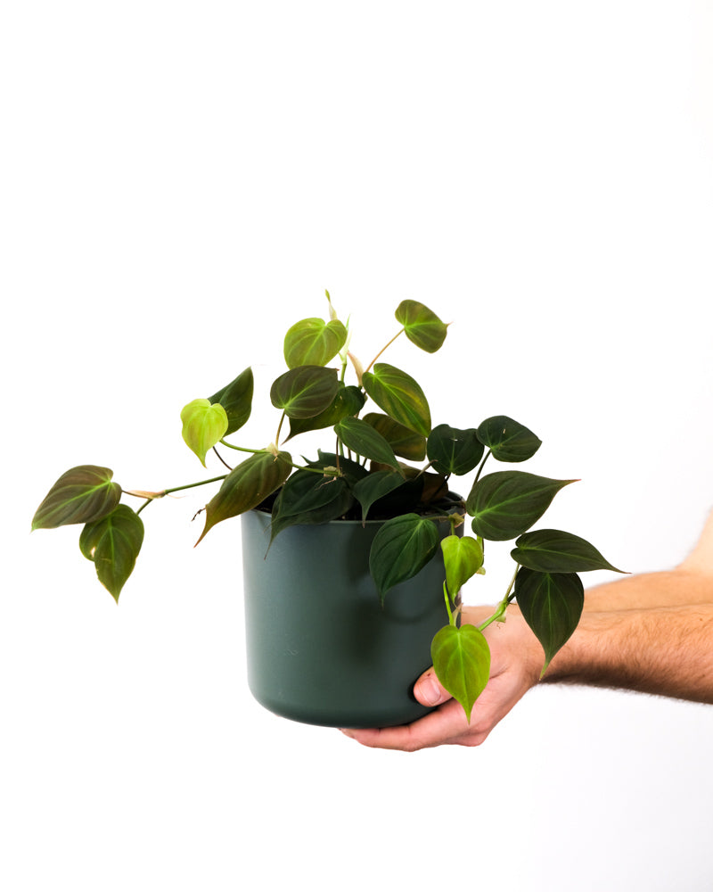 Philodendron scandens in pinkem Topf, von Händen hochgehalten