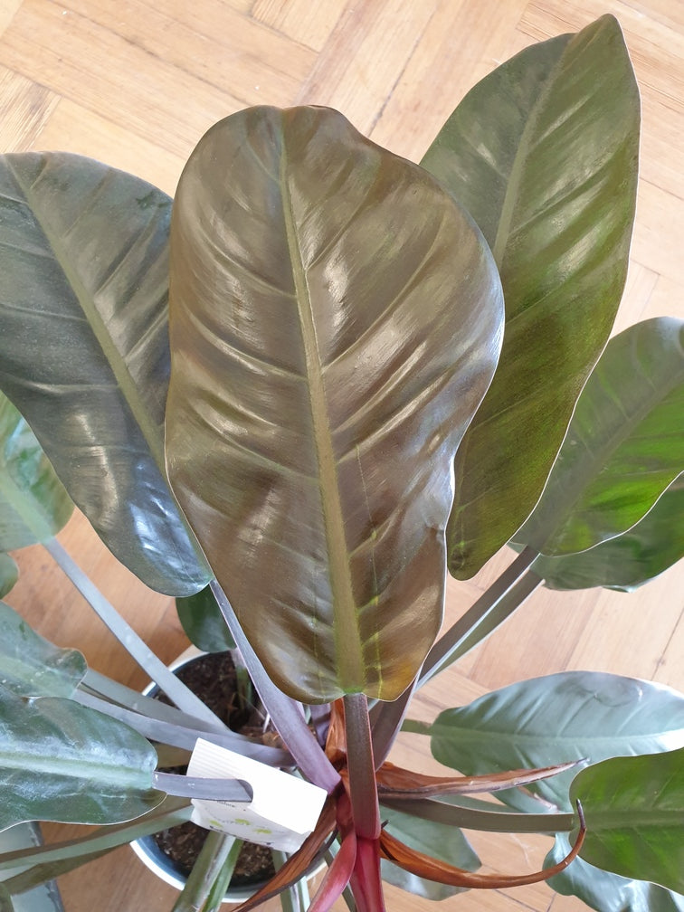 Neu aufgegangenes Blatt eines Philodendron