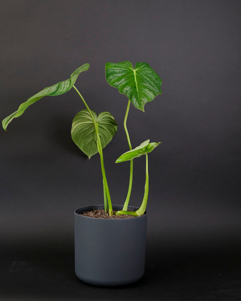 Philodendron pastazanum mit grossen grünen Blättern in anthrazitfarbenem Topf