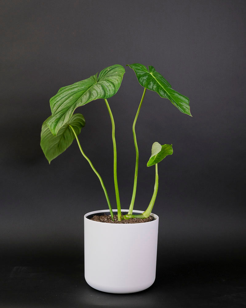 Philodendron pastazanum mit grünen Blättern in weissem Topf vor schwarzem Hintergrund