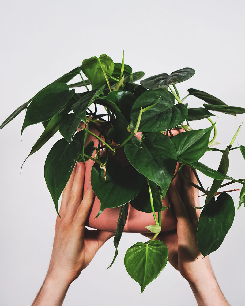 Philodendron scandens mit ganz grünen Blättern in zwei Händen