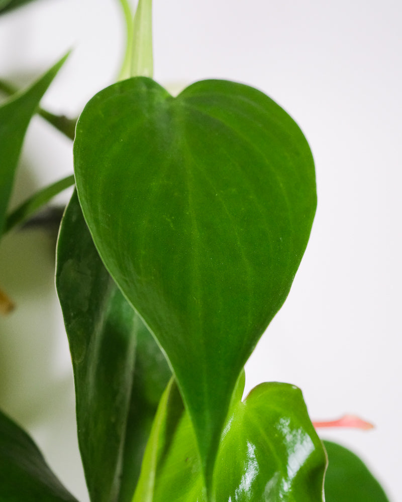 Philodendron scandens mit dunkelgrünem, herzförmigem Blatt