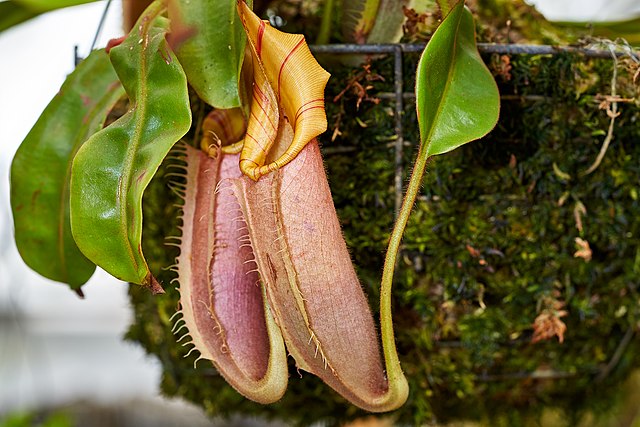 Pitcher Plant mit zwei schönen Kannen nebeneinander