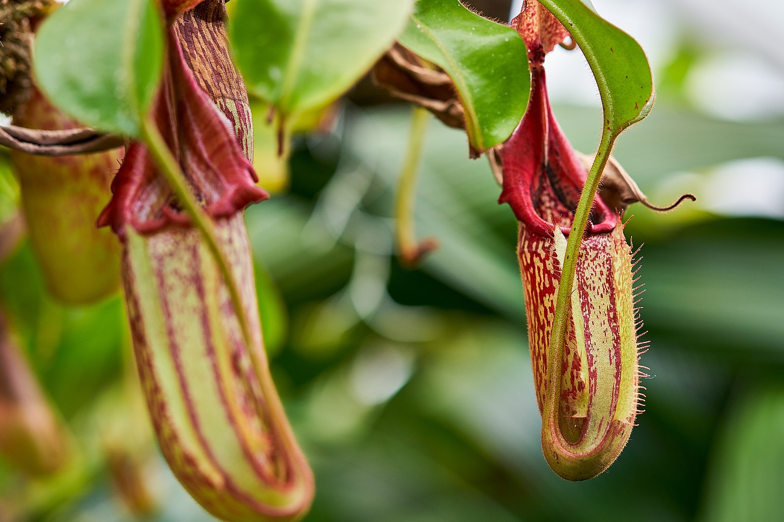 Nepenthes veitchii ‘Pink’ mit dunkelpinkem, gefaltetem bzw. nach aussen gestülptem Kannenrand