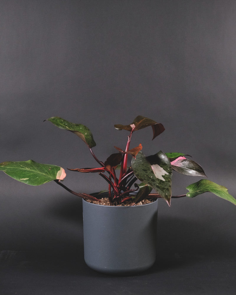 Philodendron Pink Princess in grauem Topf