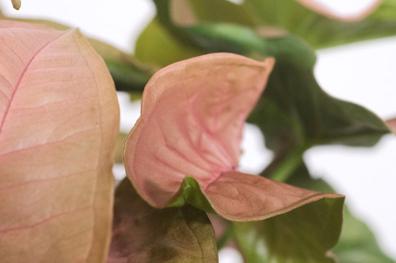 Syngonium 'Red Heart'