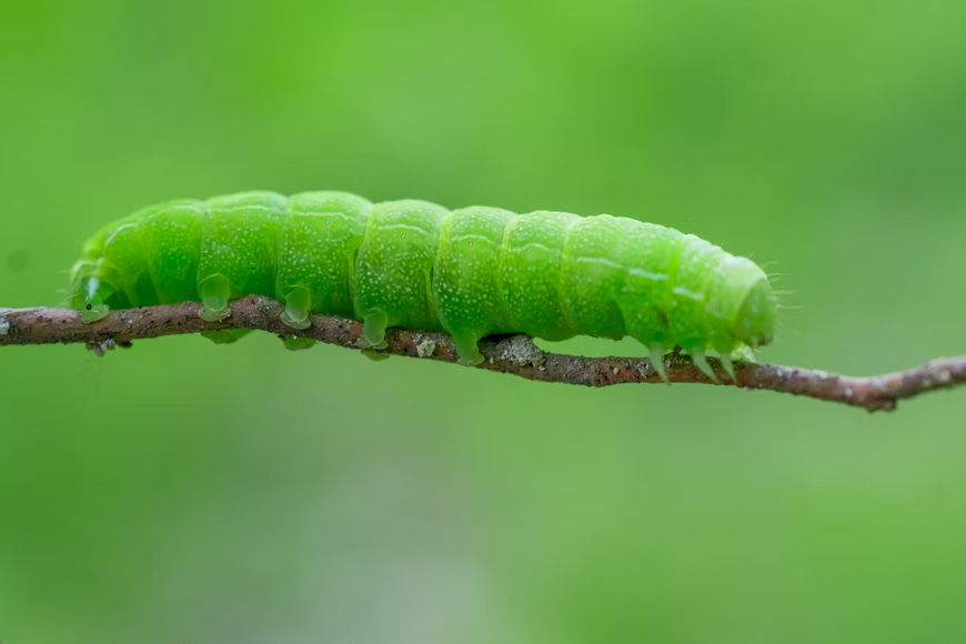 Grüne Raupe auf einem Ästchen