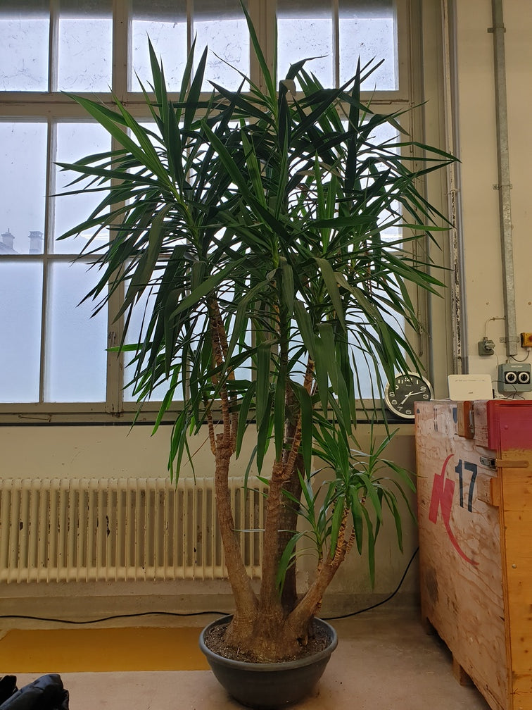 XXL-Yucca im feey-Büro mit mehreren Stämmen, über zwei Meter gross