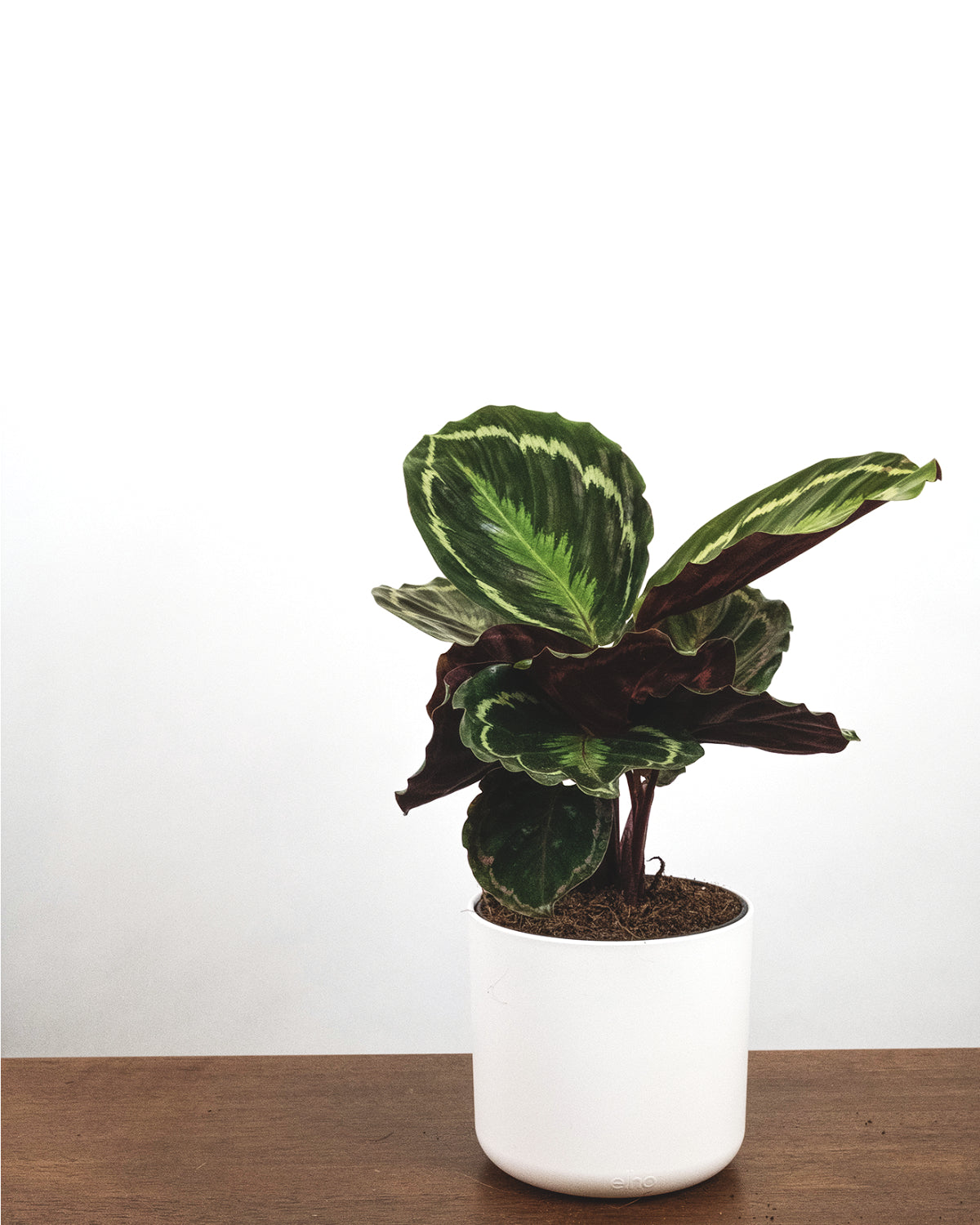 Grosse Calathea Roseopicta in weissem Topf